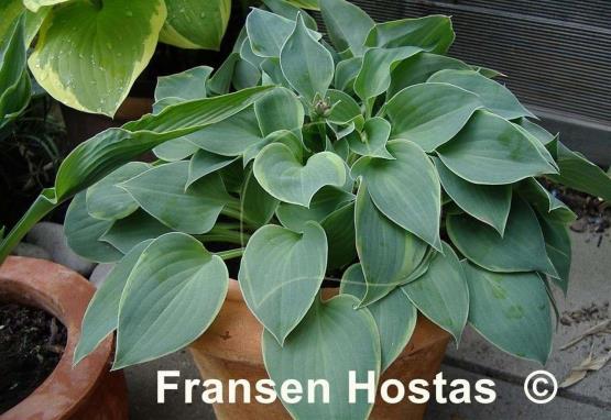 Hosta Abby